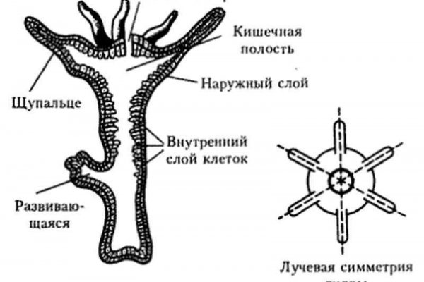 Кракен как зарегистрироваться